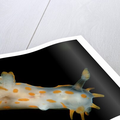 Nudibranch (Limacia clavigera), Atlantic Ocean. by Anonymous