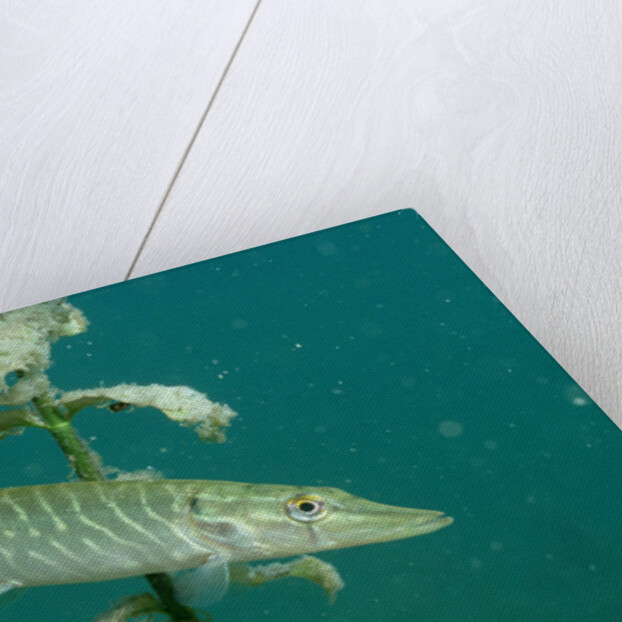 Pike (Esox lucius), Bavaria, Germany, Europe. by Anonymous