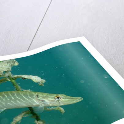 Pike (Esox lucius), Bavaria, Germany, Europe. by Anonymous