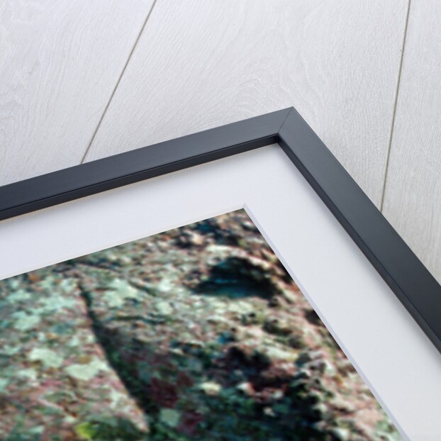 Hunting Whitetip Reef Sharks (Triaenodon obesus), Central America, Pacific Ocean. by Anonymous