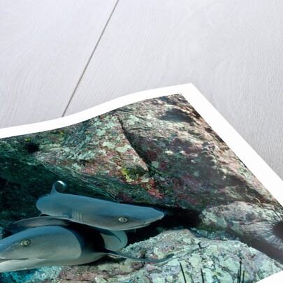 Hunting Whitetip Reef Sharks (Triaenodon obesus), Central America, Pacific Ocean. by Anonymous