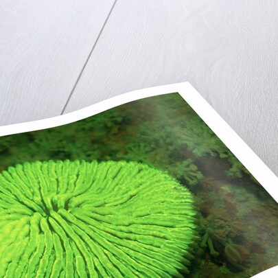 Fluorescing Mushroom Coral (Ctenactis echinata), Komodo National Park, Indian Ocean. by Anonymous