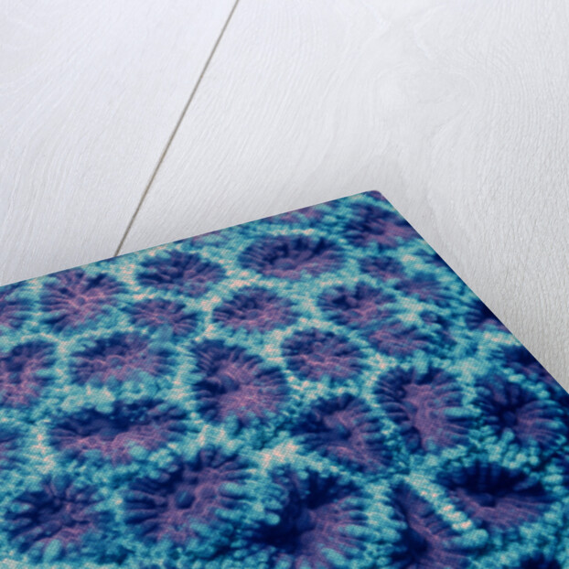 Fluorescing Hard Coral, Komodo National Park, Indian Ocean. (Compare with 438802) by Anonymous