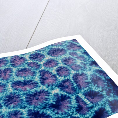 Fluorescing Hard Coral, Komodo National Park, Indian Ocean. (Compare with 438802) by Anonymous