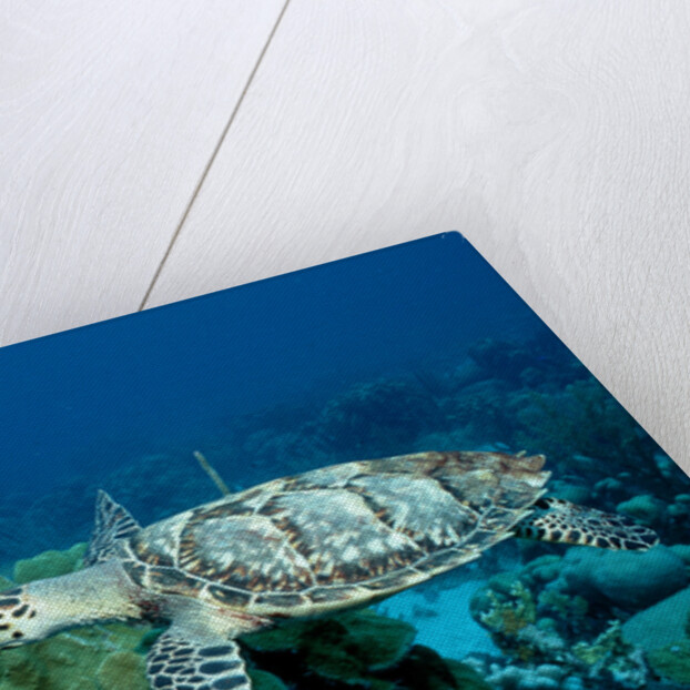 Hawksbill Sea Turtle swimming over a Coral Reef (Eretmochelys imbricata), Caribbean Sea. by Anonymous