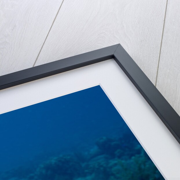 Hawksbill Sea Turtle swimming over a Coral Reef (Eretmochelys imbricata), Caribbean Sea. by Anonymous