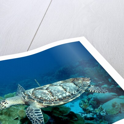Hawksbill Sea Turtle swimming over a Coral Reef (Eretmochelys imbricata), Caribbean Sea. by Anonymous
