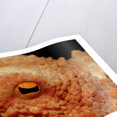 Octopus head and eye. (Octopus vulgaris) Mediterranean Sea by Anonymous