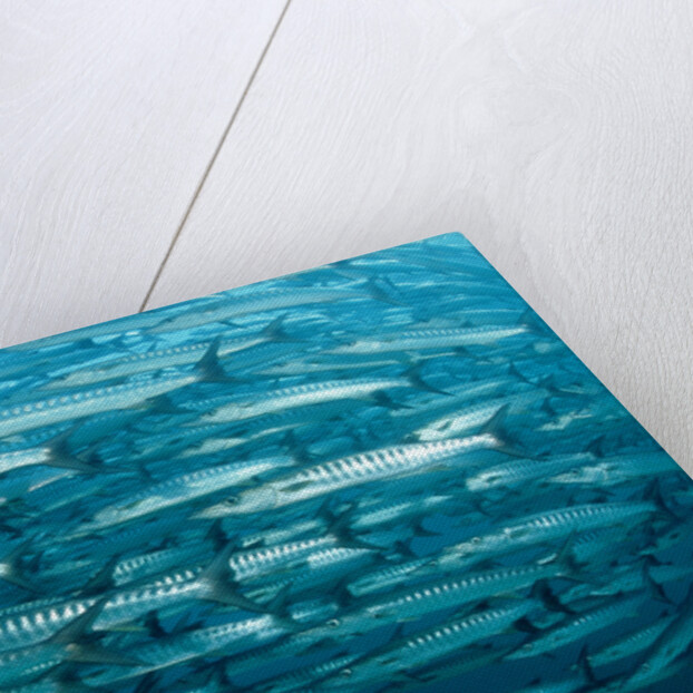 Blackfin Barracuda (Sphyraena qenie) Pacific Ocean by Anonymous