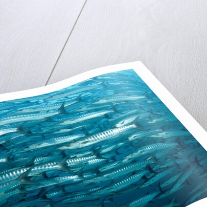 Blackfin Barracuda (Sphyraena qenie) Pacific Ocean by Anonymous