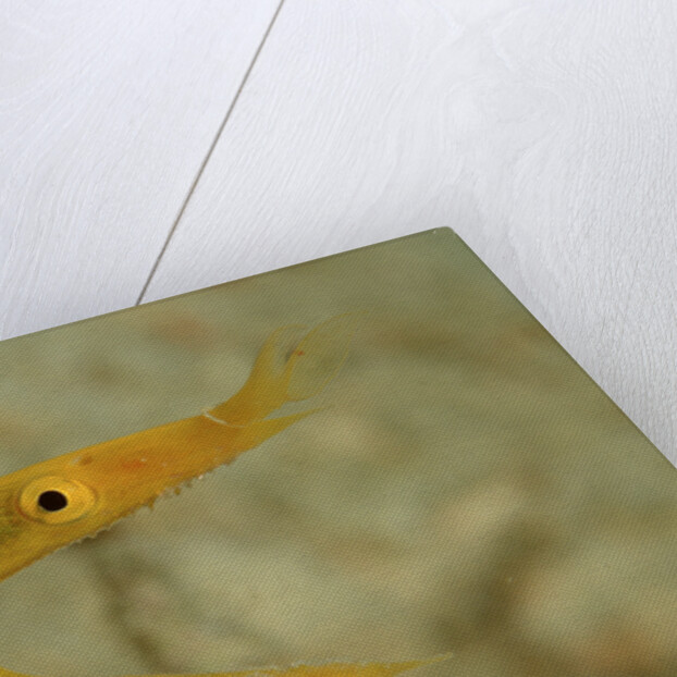 Yellow Ribbon Eel (Rhinomuraena quaesita) Rhinomuraena quaesita by Anonymous