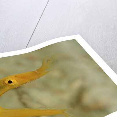 Yellow Ribbon Eel (Rhinomuraena quaesita) Rhinomuraena quaesita by Anonymous