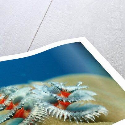 Christmas Tree Worms growing on Coral (Spirobranchus giganteus), Pacific Ocean, Borneo. by Anonymous