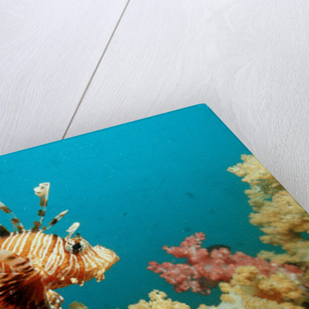 Lionfish or Turkeyfish (Pterois volitans), Indian Ocean, Andaman Sea. by Anonymous
