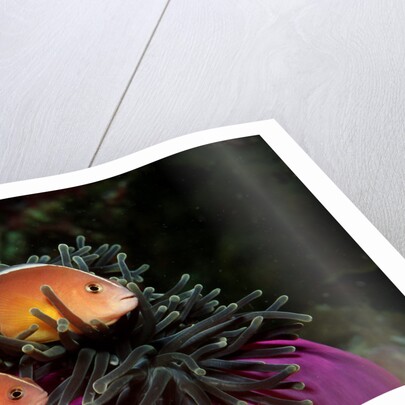 Skunk Anemonefishes (Amphiprion sandaracinos) in a Sea Anemone, Indian Ocean, Andaman Sea. by Anonymous