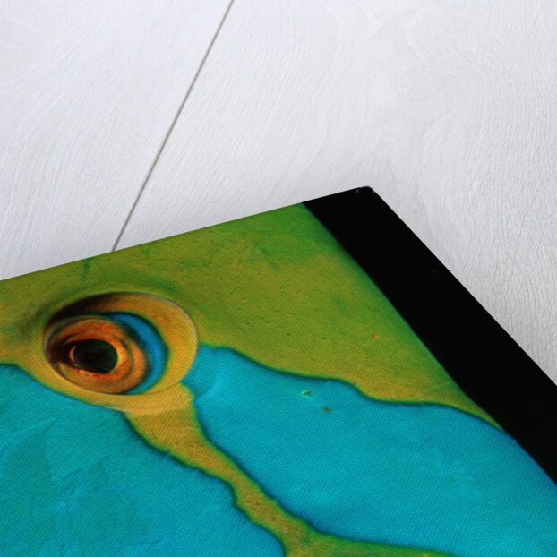 Close-up of a Greentroat Parrotfish head by Anonymous