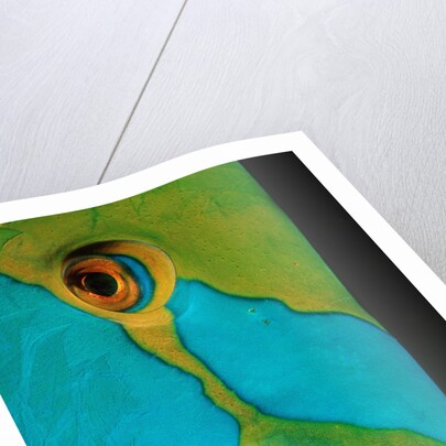 Close-up of a Greentroat Parrotfish head by Anonymous