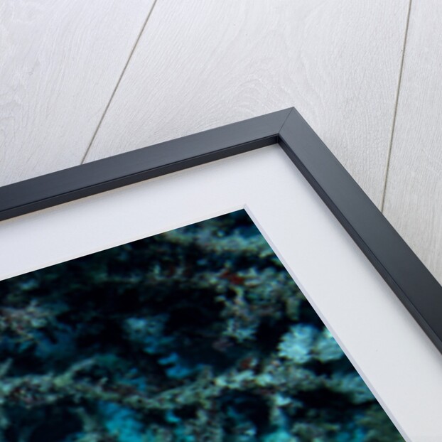 Blue-spotted Ribbontail Ray (Taeniura lymma), Red Sea. by Anonymous