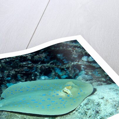 Blue-spotted Ribbontail Ray (Taeniura lymma), Red Sea. by Anonymous