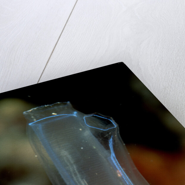 Sea Squirt Tunicate (Ascidia), Komodo National Park, Indian Ocean. by Anonymous