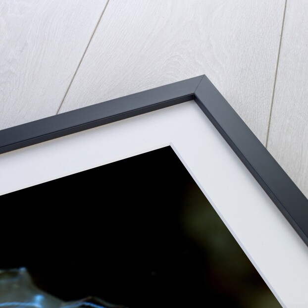 Sea Squirt Tunicate (Ascidia), Komodo National Park, Indian Ocean. by Anonymous