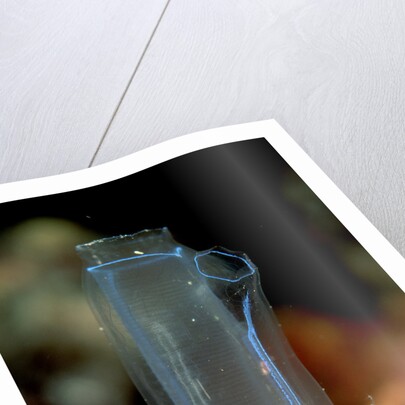 Sea Squirt Tunicate (Ascidia), Komodo National Park, Indian Ocean. by Anonymous