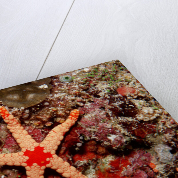 Red-mesh Starfish (Fromia monilis), Indian Ocean. by Anonymous