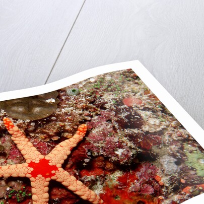 Red-mesh Starfish (Fromia monilis), Indian Ocean. by Anonymous