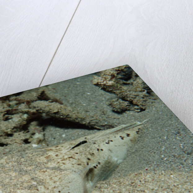 Marbled Stargazer (Uranoscopus bicinctus), Komodo National Park, Indian Ocean. by Anonymous