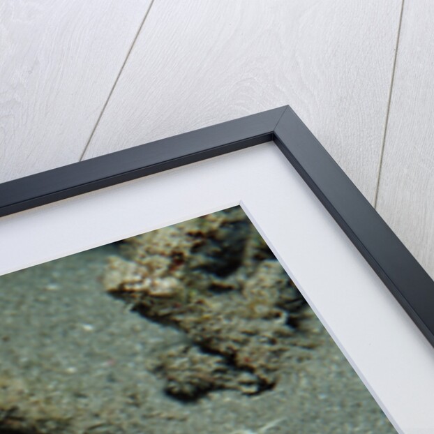 Marbled Stargazer (Uranoscopus bicinctus), Komodo National Park, Indian Ocean. by Anonymous