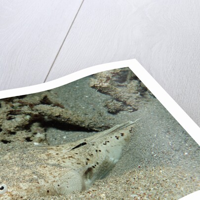 Marbled Stargazer (Uranoscopus bicinctus), Komodo National Park, Indian Ocean. by Anonymous