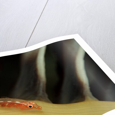 Common Ghost Goby on a Sea Pen. (Pleurosicya mossambica) Komodo National Park, Indian Ocean by Anonymous