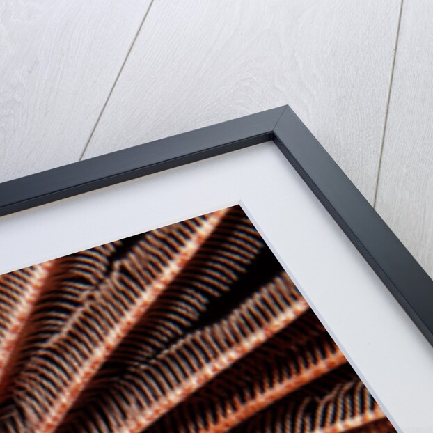 Crevice Crinoid (Comanthus parvicirrus), Pacific Ocean, Panglao Island. by Anonymous