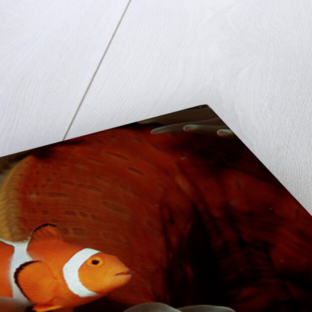 Clown Anemonefish or Clownfish (Amphiprion ocellaris) in a Sea Anemone by Anonymous