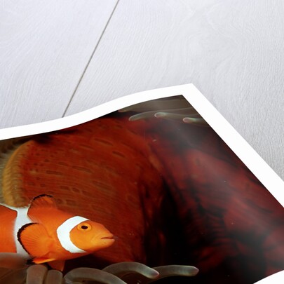 Clown Anemonefish or Clownfish (Amphiprion ocellaris) in a Sea Anemone by Anonymous
