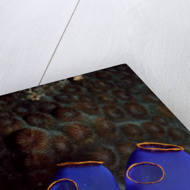 Sea Squirt Tunicates (Ascidia), Pacific Ocean, Panglao Island. by Anonymous