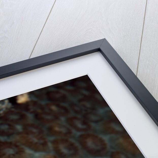 Sea Squirt Tunicates (Ascidia), Pacific Ocean, Panglao Island. by Anonymous