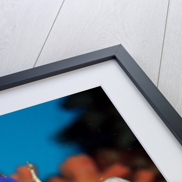 Sea Squirt Tunicates on a Coral reef (Ascidia), Pacific Ocean, Panglao Island. by Anonymous