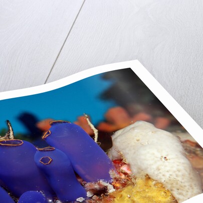 Sea Squirt Tunicates on a Coral reef (Ascidia), Pacific Ocean, Panglao Island. by Anonymous