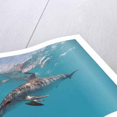 Atlantic spotted dolphin, Stenella frontalis, USA, FL, Florida, Atlantic Ocean by Anonymous