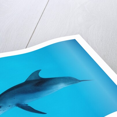 Atlantic spotted dolphin, Stenella frontalis, USA, FL, Florida, Atlantic Ocean by Anonymous