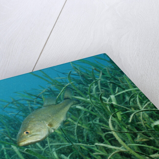 Largemouth bass, Micropterus salmoides, USA, Florida, FL by Anonymous