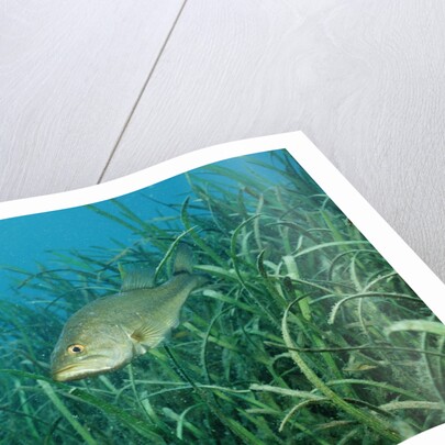 Largemouth bass, Micropterus salmoides, USA, Florida, FL by Anonymous