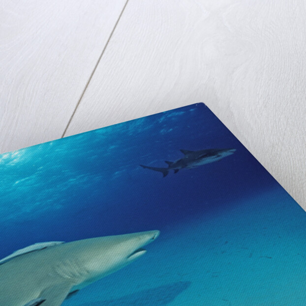 Lemon Shark, Negaprion brevirostris, Bahamas, Grand Bahama Island, Atlantic Ocean by Anonymous