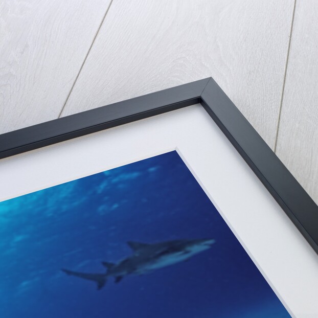 Lemon Shark, Negaprion brevirostris, Bahamas, Grand Bahama Island, Atlantic Ocean by Anonymous