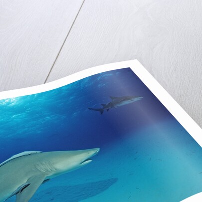 Lemon Shark, Negaprion brevirostris, Bahamas, Grand Bahama Island, Atlantic Ocean by Anonymous