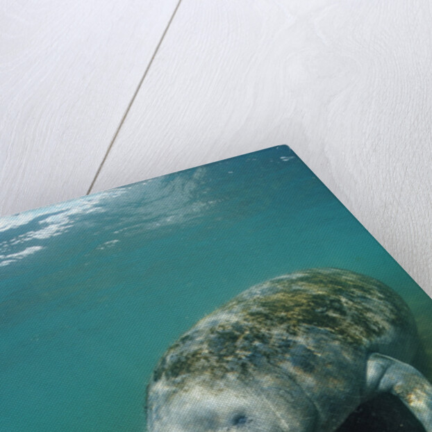 West Indian Manatee, Trichechus manatus latirostris, USA, Florida, FL, Everglades by Anonymous