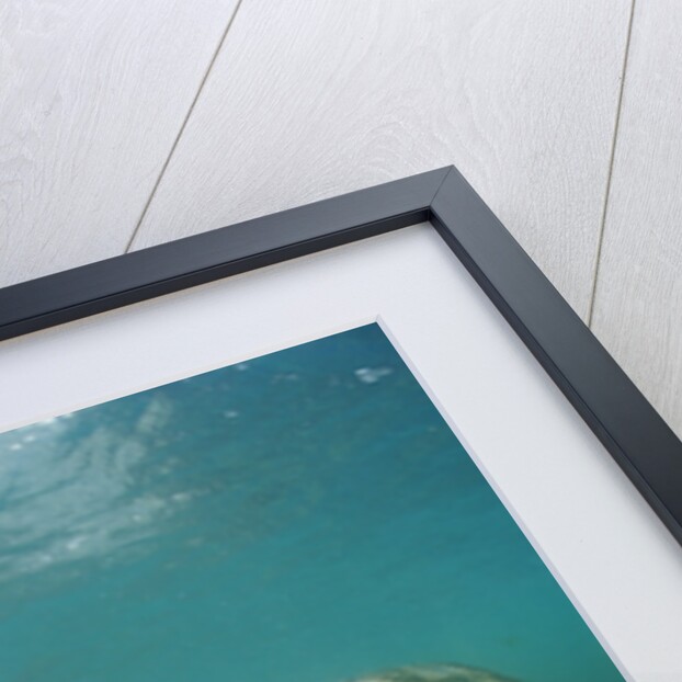 West Indian Manatee, Trichechus manatus latirostris, USA, Florida, FL, Everglades by Anonymous