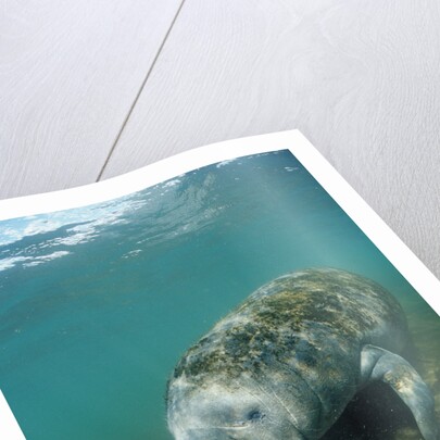 West Indian Manatee, Trichechus manatus latirostris, USA, Florida, FL, Everglades by Anonymous