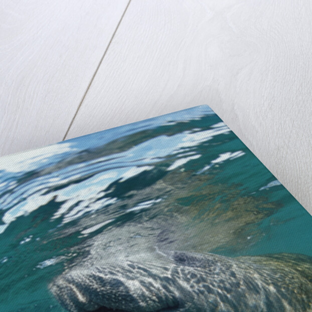 West Indian Manatee, Trichechus manatus latirostris, USA, Florida, FL, Everglades by Anonymous